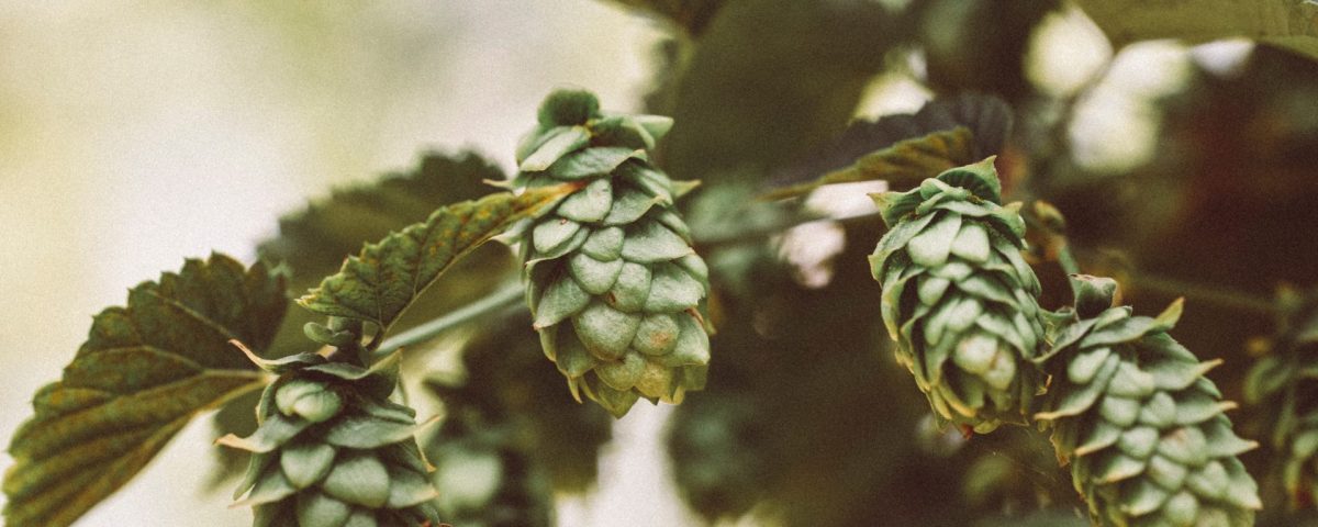 Close-up of Hops