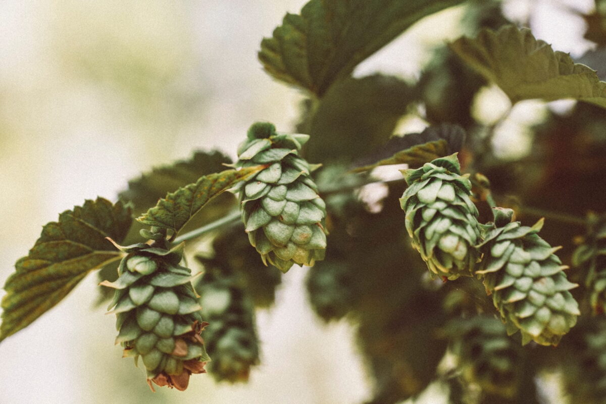 Close-up of Hops
