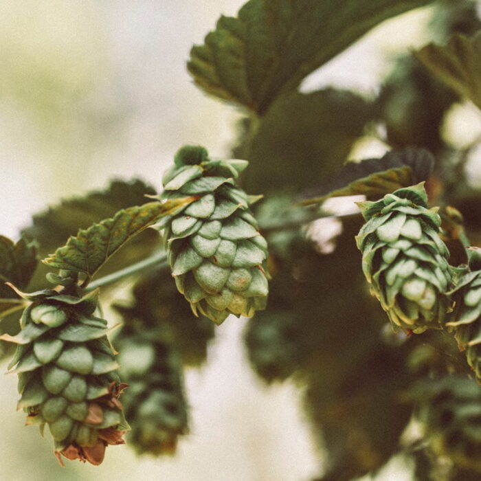 Close-up of Hops